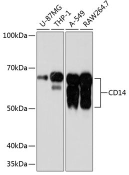 CD14 Rabbit mAb