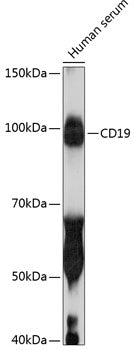 CD19 Rabbit mAb