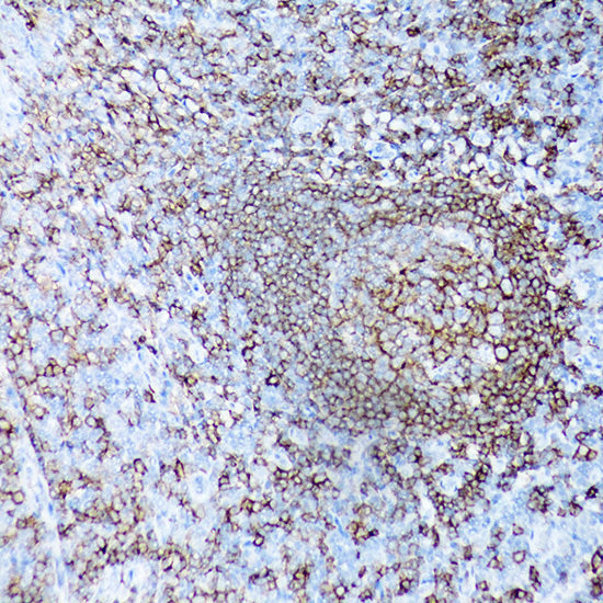 CD19 Rabbit mAb
