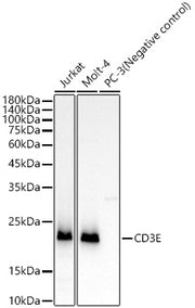 CD3E Rabbit mAb