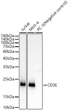 CD3E Rabbit mAb