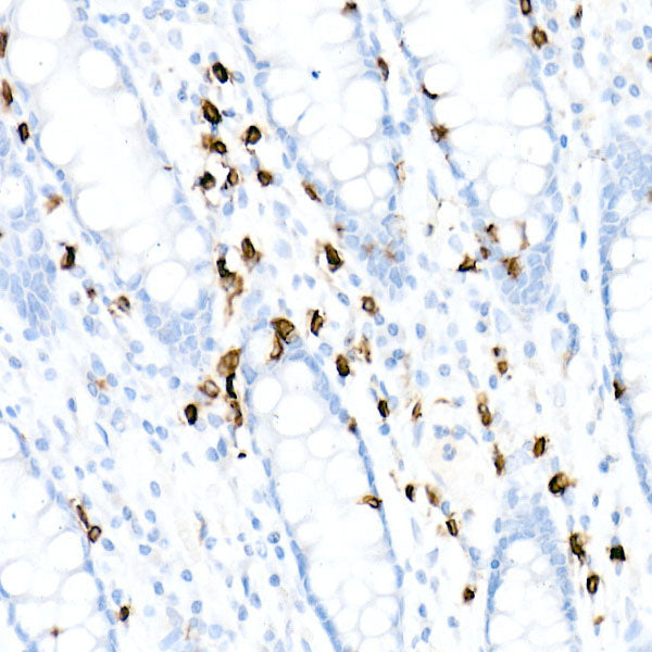 CD3E Rabbit mAb