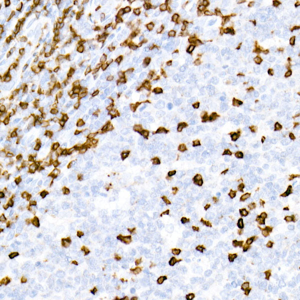 CD3E Rabbit mAb