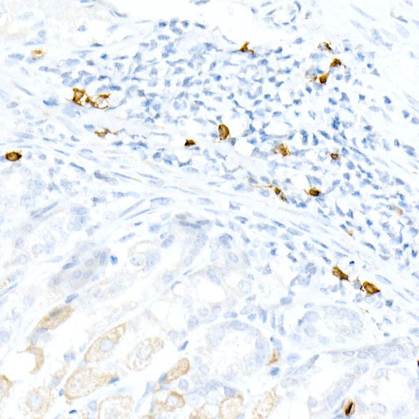 CD3E Rabbit mAb