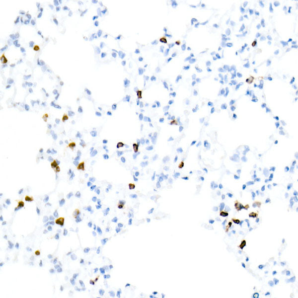 CD3E Rabbit mAb