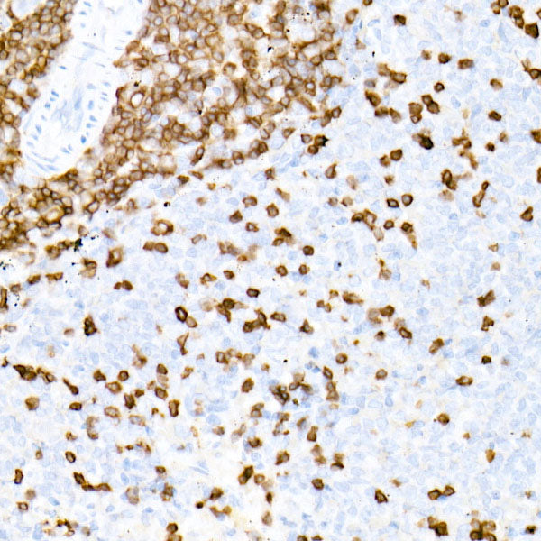 CD3E Rabbit mAb