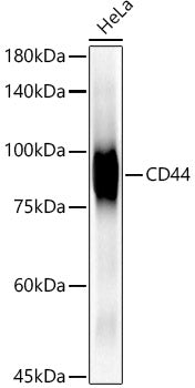 [KO Validated] CD44 Rabbit mAb