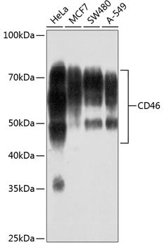 CD46 Rabbit mAb