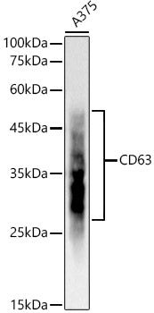 CD63 Rabbit mAb