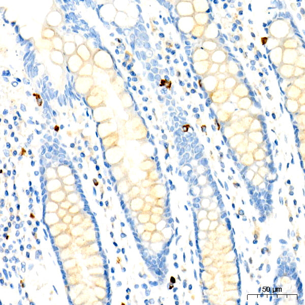 CD63 Rabbit mAb