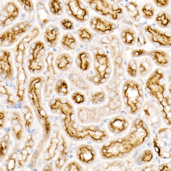 CD63 Rabbit mAb