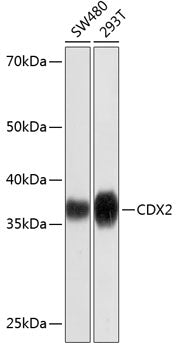 [KD Validated] CDX2 Rabbit mAb