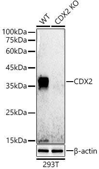 [KD Validated] CDX2 Rabbit mAb