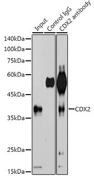 [KD Validated] CDX2 Rabbit mAb