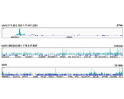 [KO Validated] c-Myc Rabbit mAb