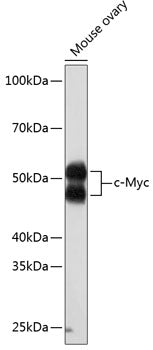 [KO Validated] c-Myc Rabbit mAb