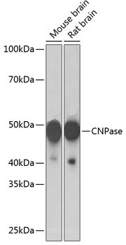 CNPase Rabbit mAb