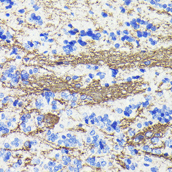 CNPase Rabbit mAb