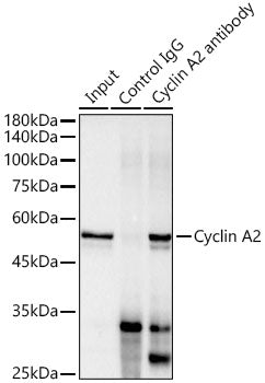 Cyclin A2 Rabbit mAb