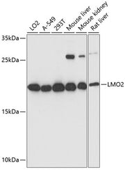 LMO2 Rabbit pAb