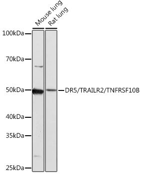 DR5/TRAILR2/TNFRSF10B Rabbit mAb