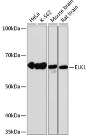 ELK1 Rabbit mAb