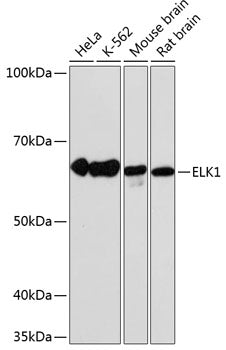 ELK1 Rabbit mAb