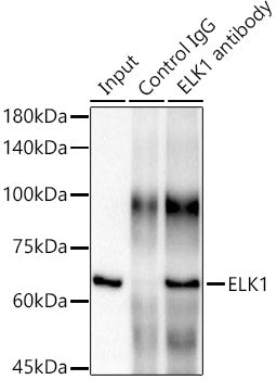 ELK1 Rabbit mAb