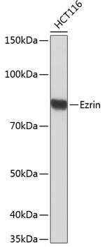 Ezrin Rabbit mAb