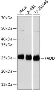 FADD Rabbit mAb