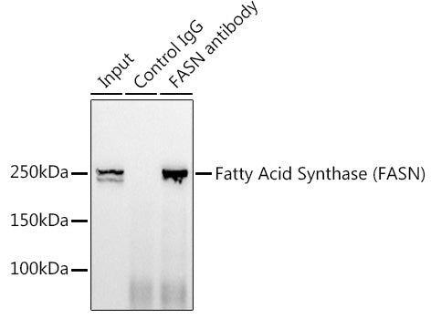 Fatty Acid Synthase (FASN) Rabbit mAb