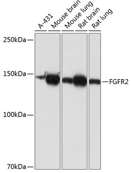 [KO Validated] FGFR2 Rabbit mAb