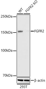 [KO Validated] FGFR2 Rabbit mAb