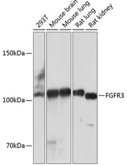 FGFR3 Rabbit mAb