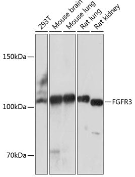FGFR3 Rabbit mAb