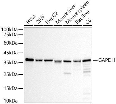 GAPDH Rabbit mAb(High Dilution)