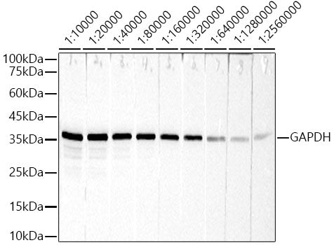 GAPDH Rabbit mAb(High Dilution)