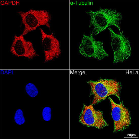 GAPDH Rabbit mAb(High Dilution)