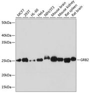 GRB2 Rabbit mAb