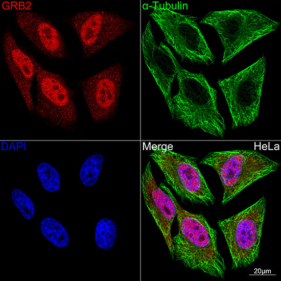 GRB2 Rabbit mAb