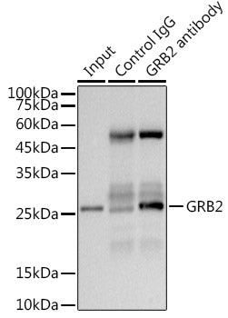 GRB2 Rabbit mAb