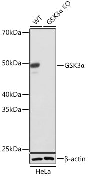 [KO Validated] GSK3α Rabbit mAb