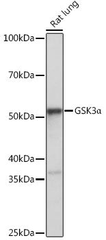 [KO Validated] GSK3α Rabbit mAb