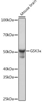 [KO Validated] GSK3α Rabbit mAb