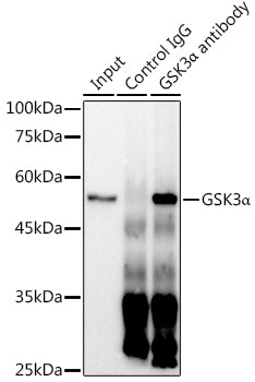 [KO Validated] GSK3α Rabbit mAb