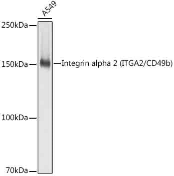 [KO Validated] Integrin alpha 2 (ITGA2/CD49b) Rabbit mAb