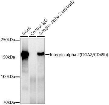 [KO Validated] Integrin alpha 2 (ITGA2/CD49b) Rabbit mAb