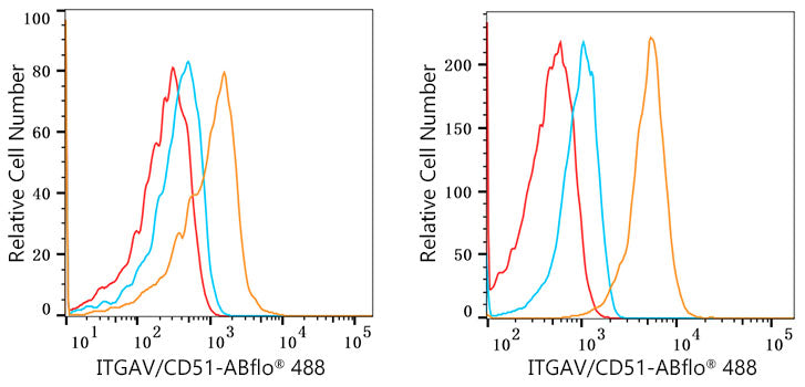Integrin alpha V (ITGAV/CD51) Rabbit mAb
