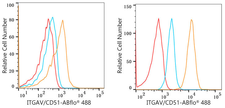 Integrin alpha V (ITGAV/CD51) Rabbit mAb