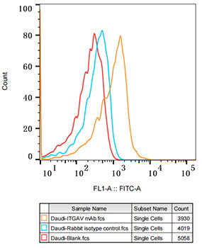Integrin alpha V (ITGAV/CD51) Rabbit mAb